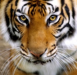 unleashing the caged tiger image